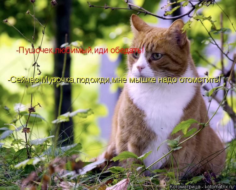 Котоматрица: -Пушочек,любимый,иди обедать! -Сейчас,Мурочка,подожди,мне мышке надо отомстить!