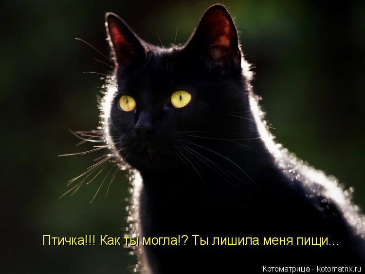 Котоматрица: Птичка!!! Как ты могла!? Ты лишила меня пищи...