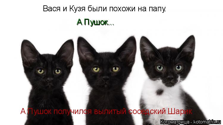 Котоматрица: Вася и Кузя были похожи на папу. А Пушок... А Пушок получился вылитый соседский Шарик