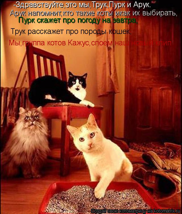 Котоматрица: -Здравствуйте,это мы,Трук,Пурк и Арук. Арук напомнит,кто такие коты икак их выбирать,  Пурк скажет про погоду на завтра, Трук расскажет про по