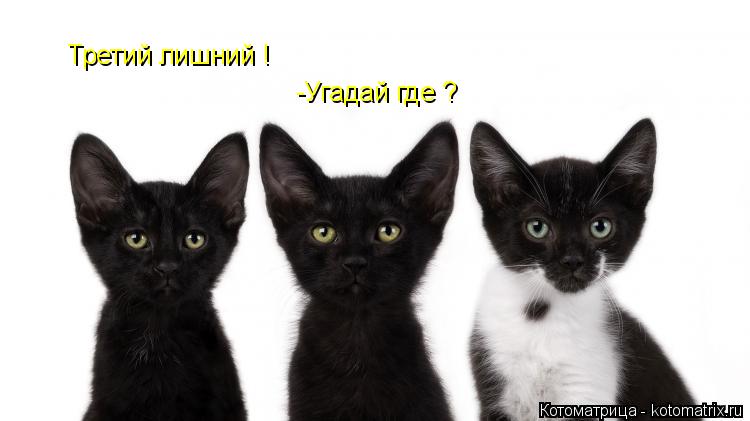 Котоматрица: Третий лишний !  -Угадай где ?