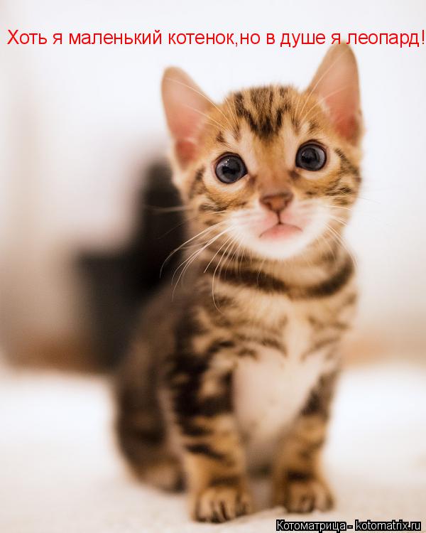 Котоматрица: Хоть я маленький котенок,но в душе я леопард!