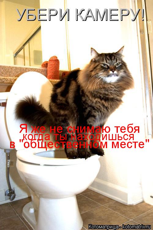 Котоматрица: УБЕРИ КАМЕРУ! Я же не снимаю тебя  в "общественном месте" когда ты находишься