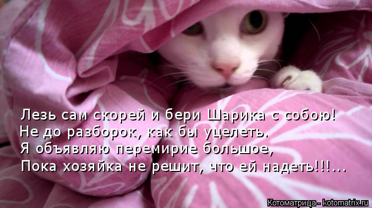 Котоматрица: Лезь сам скорей и бери Шарика с собою! Не до разборок, как бы уцелеть. Я объявляю перемирие большое, Пока хозяйка не решит, что ей надеть!!!...