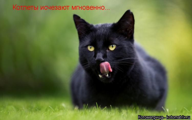 Котоматрица: Котлеты исчезают мгновенно...