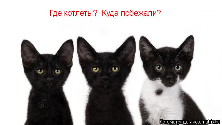 Котоматрица: Где котлеты?  Куда побежали?
