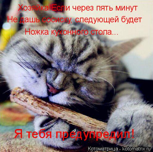Котоматрица: Хозяйка!Если через пять минут Не дашь сосиску, следующей будет Ножка кухонного стола... Я тебя предупредил!