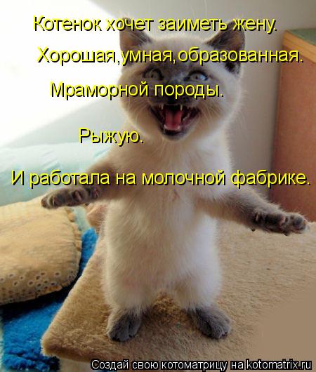 Котоматрица: Котенок хочет заиметь жену. Хорошая,умная,образованная. Мраморной породы. Рыжую. И работала на молочной фабрике.