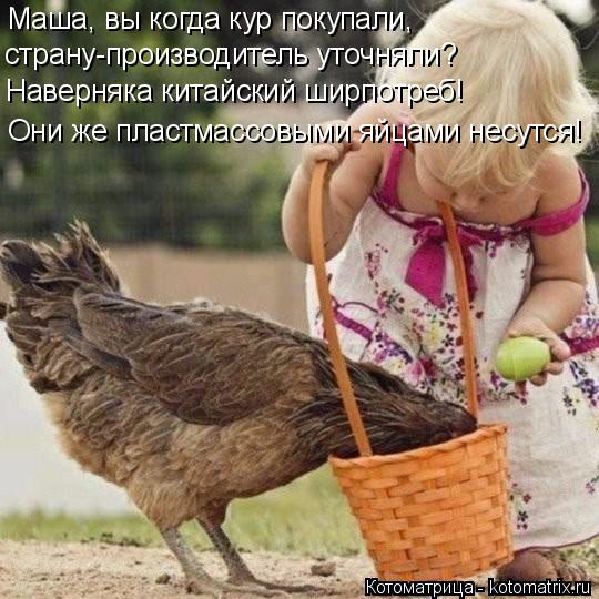 Котоматрица: Маша, вы когда кур покупали, страну-производитель уточняли? Наверняка китайский ширпотреб! Они же пластмассовыми яйцами несутся!