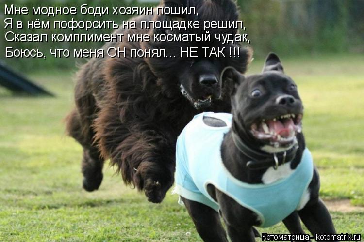 Котоматрица: Мне модное боди хозяин пошил, Я в нём пофорсить на площадке решил, Сказал комплимент мне косматый чудак, Боюсь, что меня ОН понял... НЕ ТАК !!!