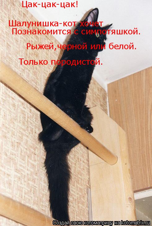 Котоматрица: Цак-цак-цак! Шалунишка-кот хочет  Познакомится с симпотяшкой. Рыжей,черной или белой. Только породистой.