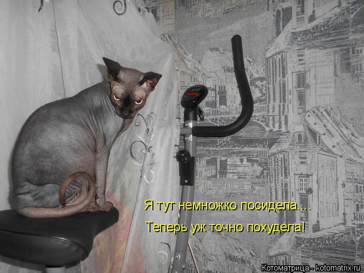 Котоматрица: Я тут немножко посидела.... Теперь уж точно похудела!