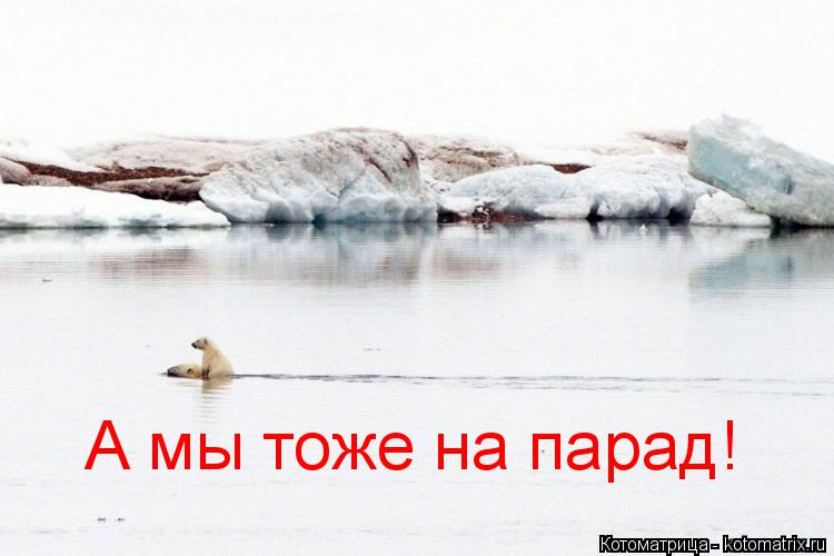 А мы тоже на парад!... Котоматрица: А мы тоже на парад!