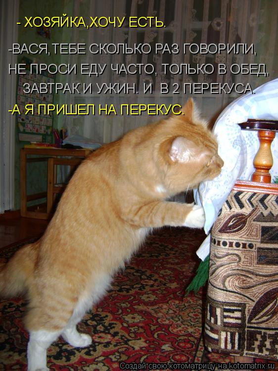 Котоматрица: - ХОЗЯЙКА,ХОЧУ ЕСТЬ. -ВАСЯ,ТЕБЕ СКОЛЬКО РАЗ ГОВОРИЛИ, НЕ ПРОСИ ЕДУ ЧАСТО, ТОЛЬКО В ОБЕД, ЗАВТРАК И УЖИН. И  В 2 ПЕРЕКУСА. -А Я ПРИШЕЛ НА ПЕРЕКУС.