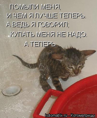 Котоматрица: ПОМЫЛИ МЕНЯ, И ЧЕМ Я ЛУЧШЕ ТЕПЕРЬ. А ВЕДЬ Я ГОВОРИЛ; КУПАТЬ МЕНЯ НЕ НАДО. А ТЕПЕРЬ...
