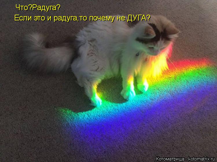 Котоматрица: Что?Радуга? Если это и радуга,то почему не ДУГА?