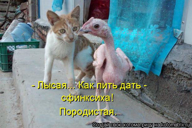 Котоматрица: - Лысая... Как пить дать -  сфинксиха!  Породистая.