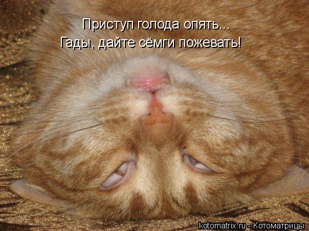 Котоматрица: Приступ голода опять... Гады, дайте сёмги пожевать!