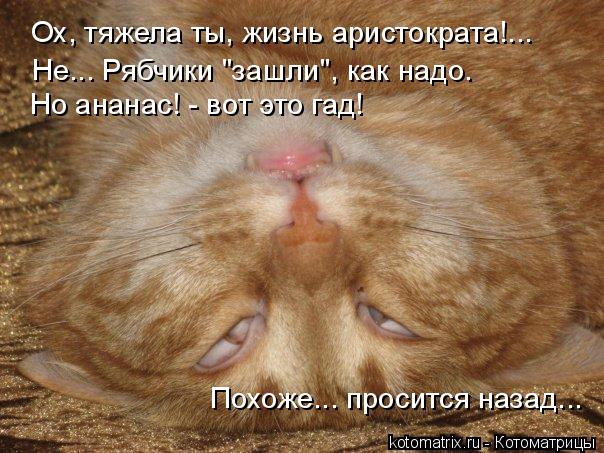 Котоматрица: Ох, тяжела ты, жизнь аристократа!... Не... Рябчики "зашли", как надо. Но ананас! - вот это гад! Похоже... просится назад...