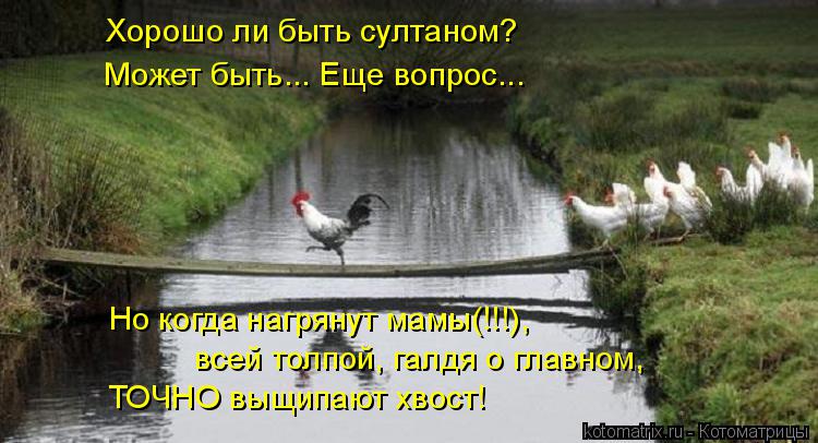 Котоматрица: всей толпой, галдя о главном, Но когда нагрянут мамы(!!!),  ТОЧНО выщипают хвост! Хорошо ли быть султаном?  Может быть... Еще вопрос...