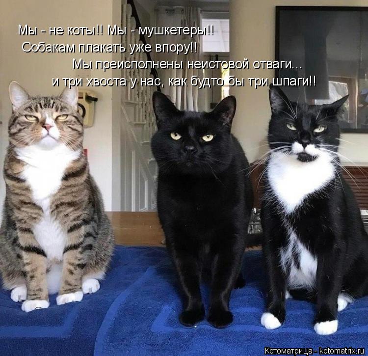 Котоматрица: Мы - не коты!! Мы - мушкетеры!! Собакам плакать уже впору!! Мы преисполнены неистовой отваги... и три хвоста у нас, как будто бы три шпаги!!