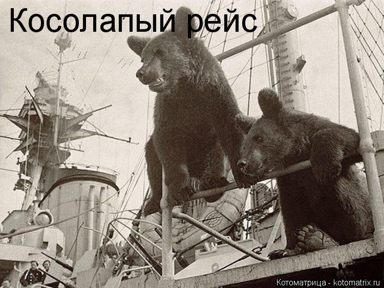 Котоматрица: Косолапый рейс