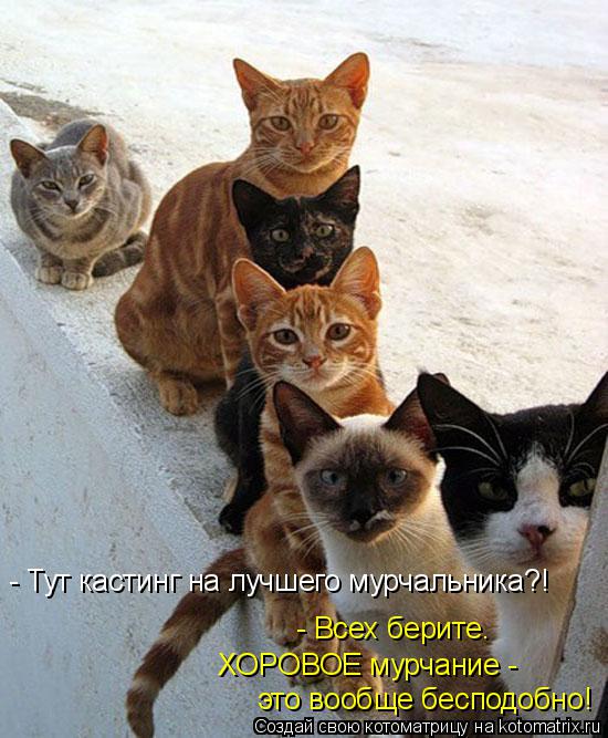 Котоматрица: это вообще бесподобно! ХОРОВОЕ мурчание -  - Тут кастинг на лучшего мурчальника?! - Всех берите.