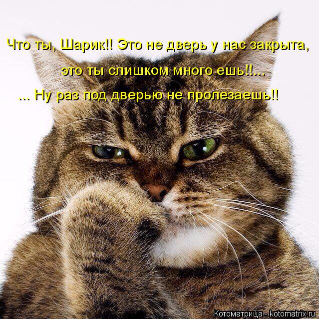 Котоматрица: Что ты, Шарик!! Это не дверь у нас закрыта,  это ты слишком много ешь!!... ... Ну раз под дверью не пролезаешь!!
