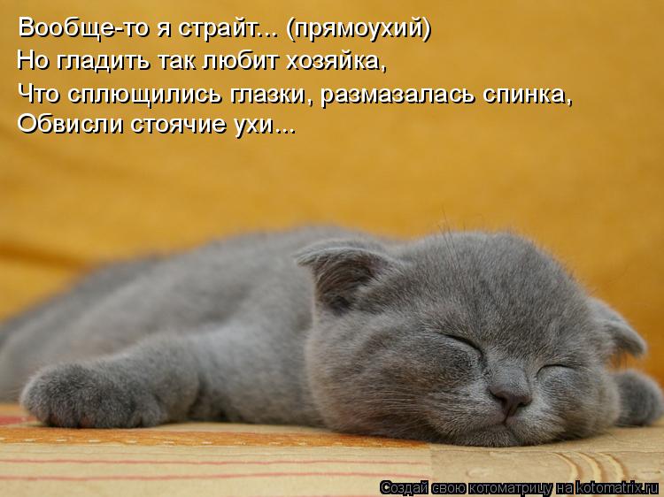Котоматрица: Вообще-то я страйт... (прямоухий) Но гладить так любит хозяйка, Что сплющились глазки, размазалась спинка,  Обвисли стоячие ухи...