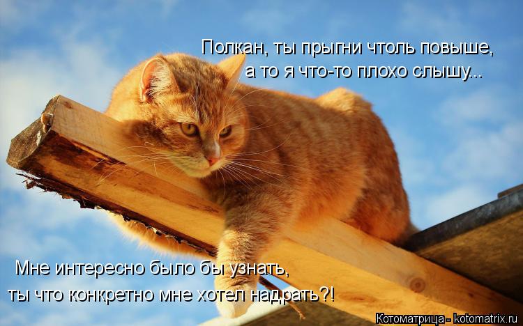 Полкан, ты прыгни чтоль повыше, а то я что-то плохо слышу... Мне интересно было бы узнать, ты что кон... Котоматрица: Полкан, ты прыгни чтоль повыше, а то я что-то плохо слышу... Мне интересно было бы узнать, ты что конкретно мне хотел надрать?!