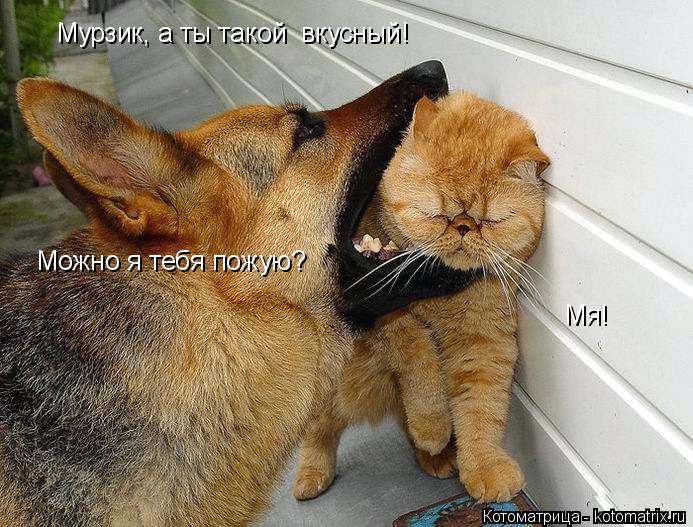 Котоматрица: Мурзик, а ты такой  вкусный!  Можно я тебя пожую? Мя!