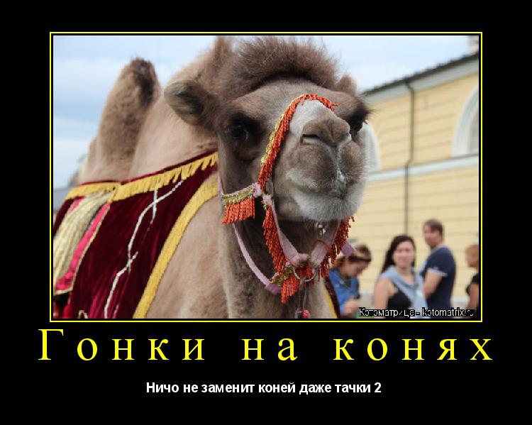 Котоматрица: Гонки на конях Ничо не заменит коней даже тачки 2 