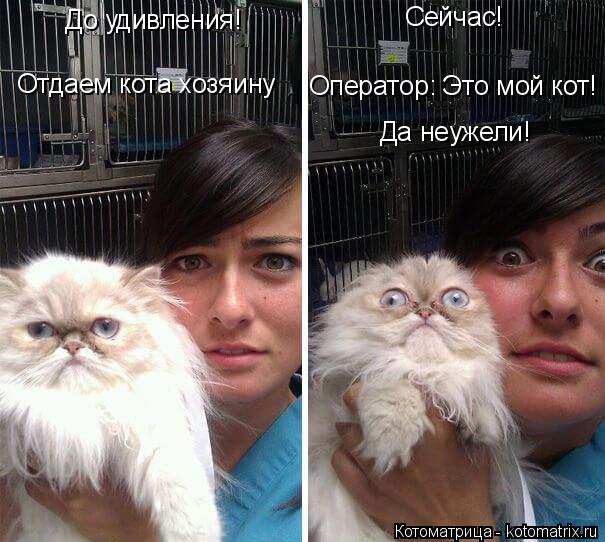 Котоматрица: До удивления! Отдаем кота хозяину Сейчас! Оператор: Это мой кот! Да неужели!