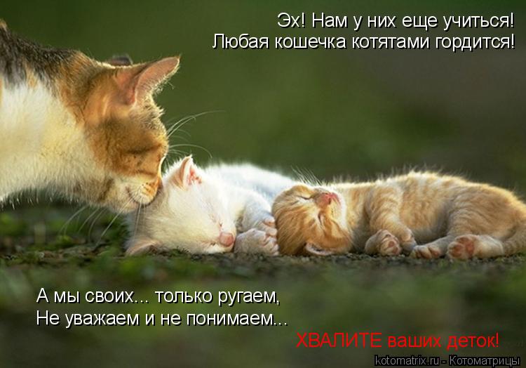 Котоматрица: А мы своих... только ругаем, Не уважаем и не понимаем... ХВАЛИТЕ ваших деток! Эх! Нам у них еще учиться! Любая кошечка котятами гордится!