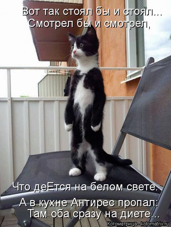 Котоматрица: Вот так стоял бы и стоял... Смотрел бы и смотрел, Что деЕтся на белом свете. Там оба сразу на диете... А в кухне Антирес пропал: