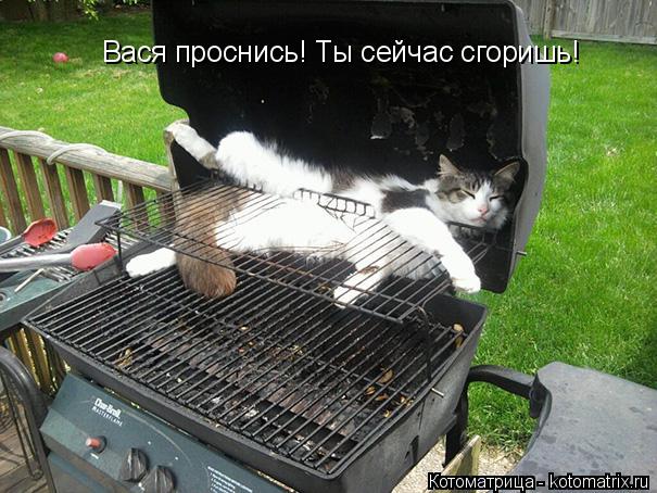 Котоматрица: Вася проснись! Ты сейчас сгоришь!