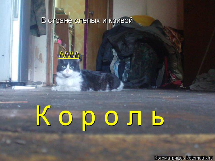 Котоматрица: /\/\/\/\ ____ В стране слепых и кривой  К о р о л ь