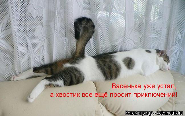Васенька уже устал, а хвостик все ещё просит приключений!... Котоматрица: Васенька уже устал, а хвостик все ещё просит приключений!