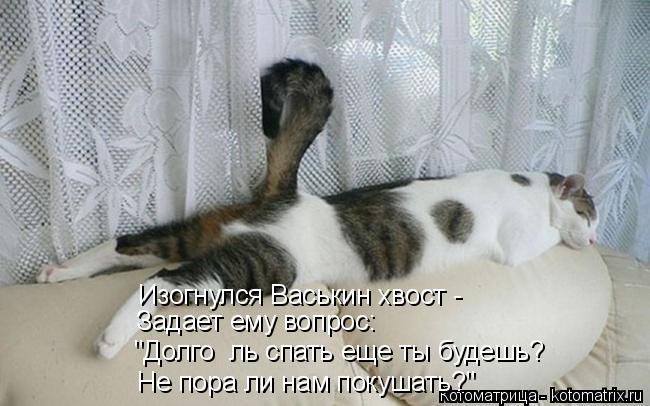 Изогнулся Васькин хвост - Задает ему вопрос: "Долго ль спать еще ты будешь? Не пора ли нам покушать... Котоматрица: Изогнулся Васькин хвост - Задает ему вопрос: "Долго ль спать еще ты будешь? Не пора ли нам покушать?"
