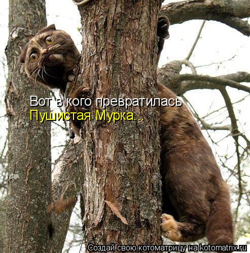 Котоматрица: Вот в кого превратилась Пушистая Мурка...
