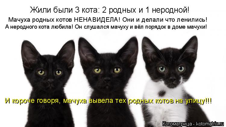 Котоматрица: Жили были 3 кота: 2 родных и 1 неродной! Мачуха родных котов НЕНАВИДЕЛА! Они и делали что ленились! А неродного кота любила! Он слушался мачуху 