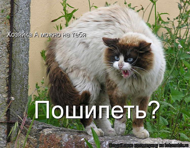 Котоматрица: Хозяйка А можно на тебя Пошипеть?