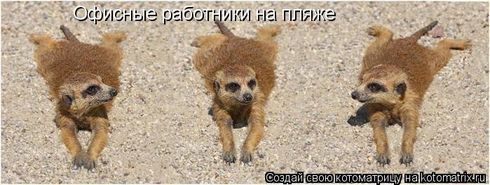 Офисные работники на пляже... Котоматрица: Офисные работники на пляже