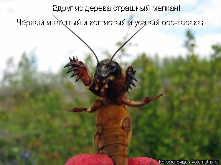 Вдруг из дерева страшный мелкан! Чёрный и жёлтый и когтистый и усатый осо-таракан.... Котоматрица: Вдруг из дерева страшный мелкан! Чёрный и жёлтый и когтистый и усатый осо-таракан.