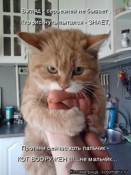 Взгляд - серьезней не бывает . Кто рискнуть пытался - ЗНАЕТ, Протяни сейчас хоть пальчик - КОТ ВООРУЖ... Котоматрица: Взгляд - серьезней не бывает . Кто рискнуть пытался - ЗНАЕТ, Протяни сейчас хоть пальчик - КОТ ВООРУЖЕН !!!...не мальчик...