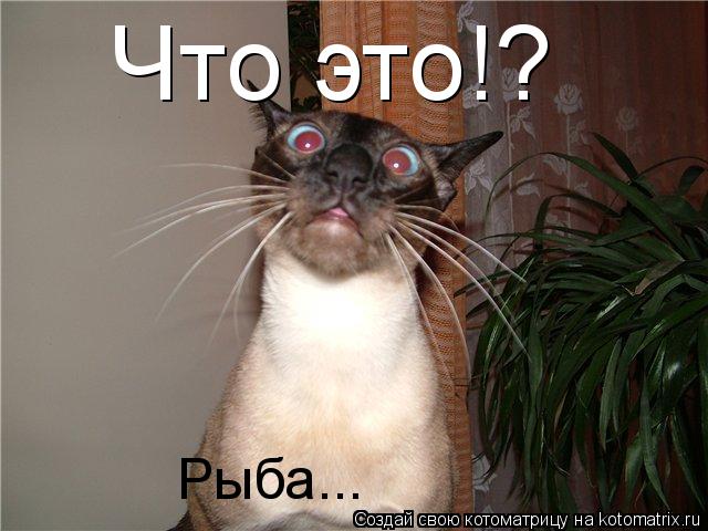 Что это!? Рыба...... Котоматрица: Что это!? Рыба...