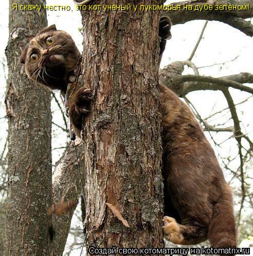 Я скажу честно, это кот учёный у лукоморья на дубе зелёном!... Котоматрица: Я скажу честно, это кот учёный у лукоморья на дубе зелёном!