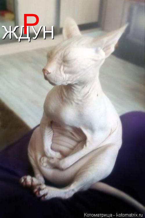 ЖДУН Р... Котоматрица: ЖДУН Р