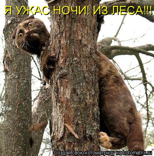 Я УЖАС НОЧИ! ИЗ ЛЕСА!!!... Котоматрица: Я УЖАС НОЧИ! ИЗ ЛЕСА!!!