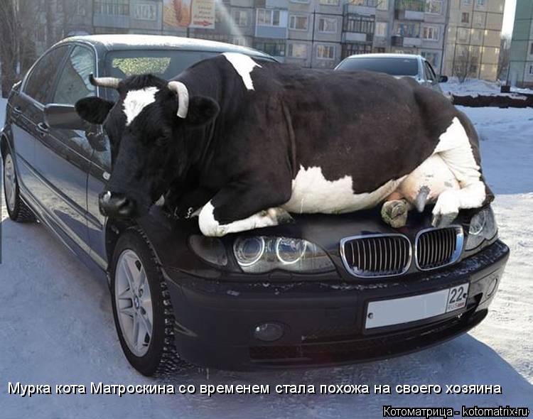 Мурка кота Матроскина со временем стала похожа на своего хозяина... Котоматрица: Мурка кота Матроскина со временем стала похожа на своего хозяина
